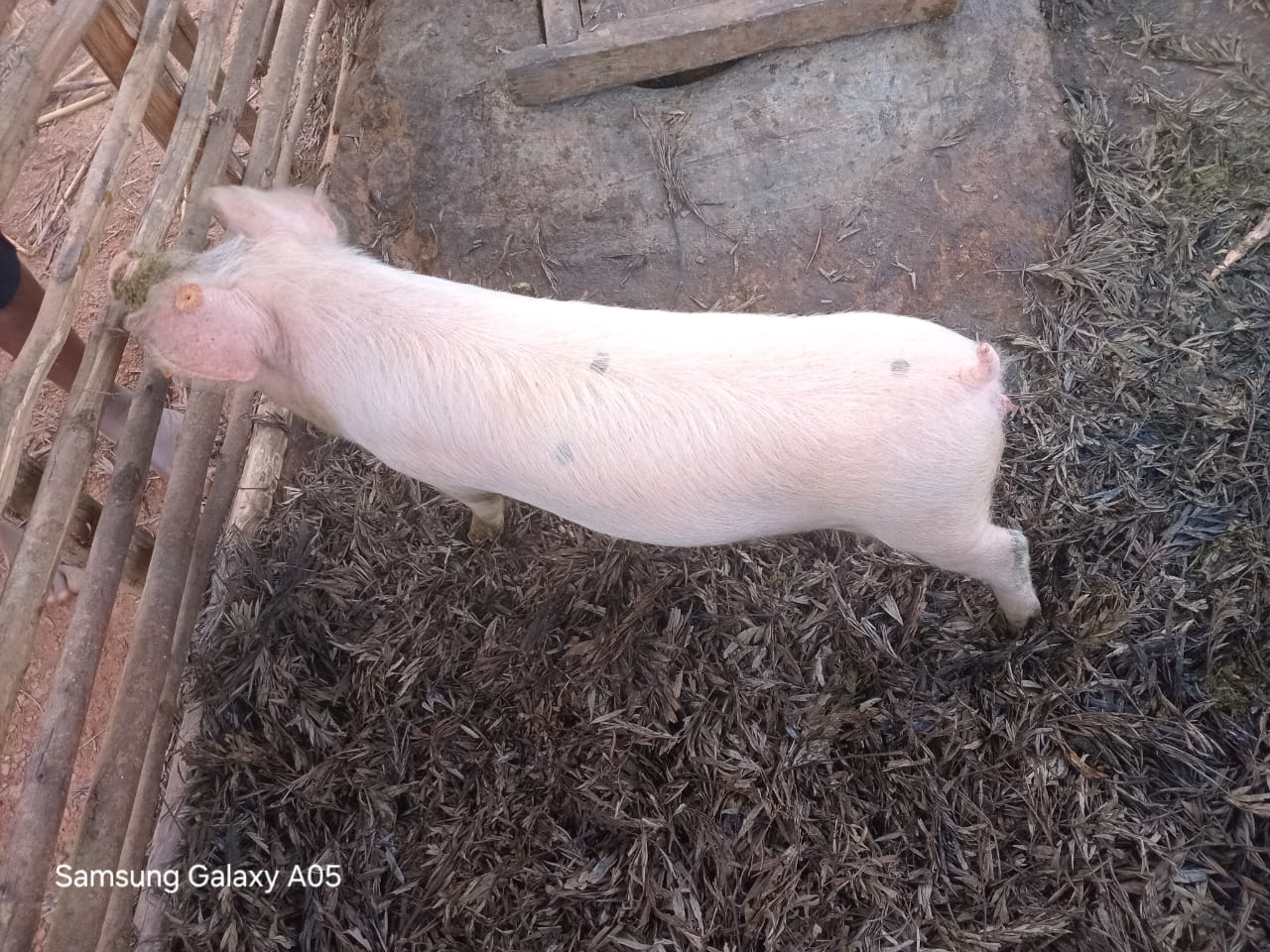 Pig owned by TRIP beneficiary